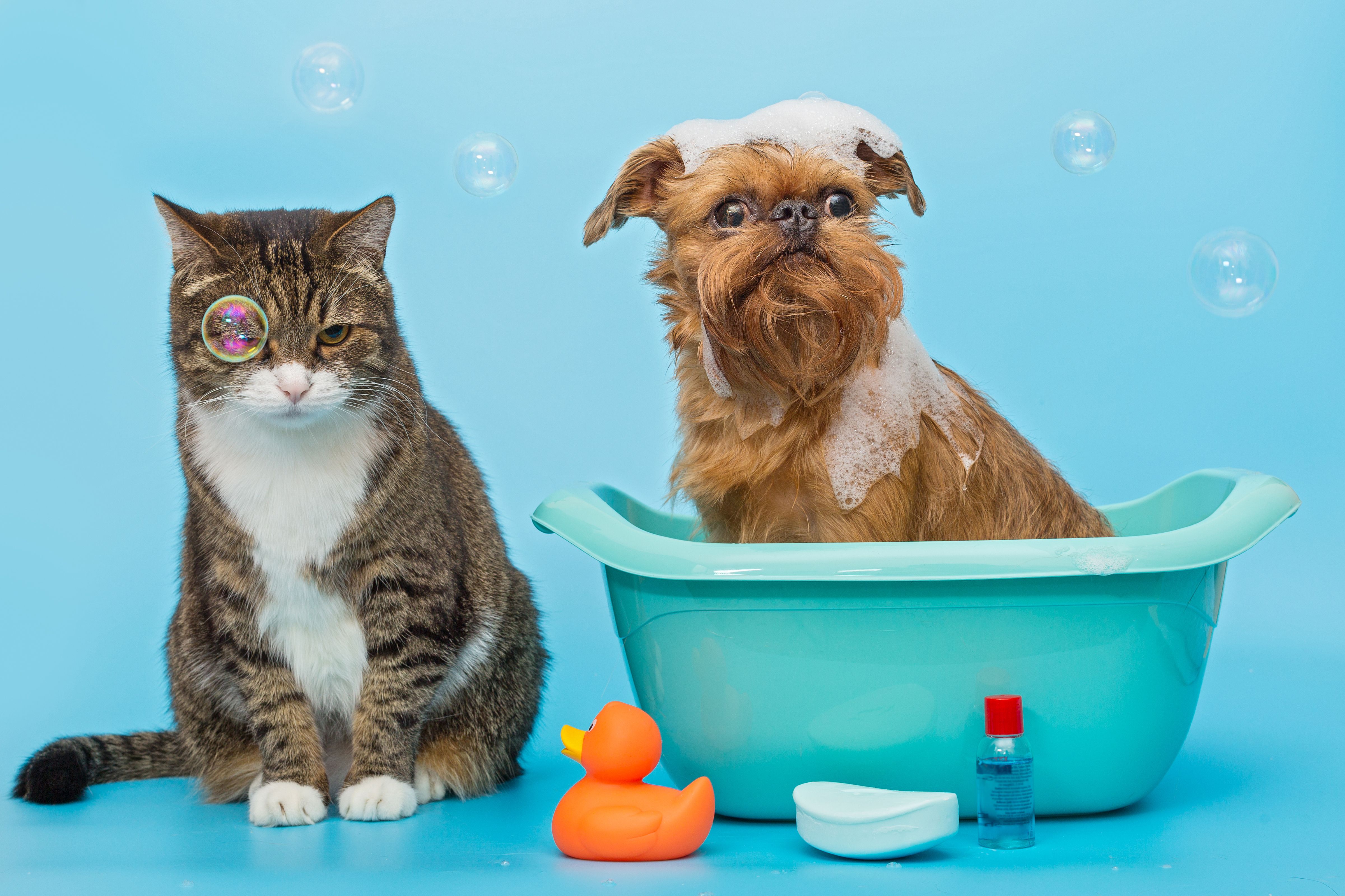 Clínica Veterinária Popular do Anil (VPA) Rio de Janeiro