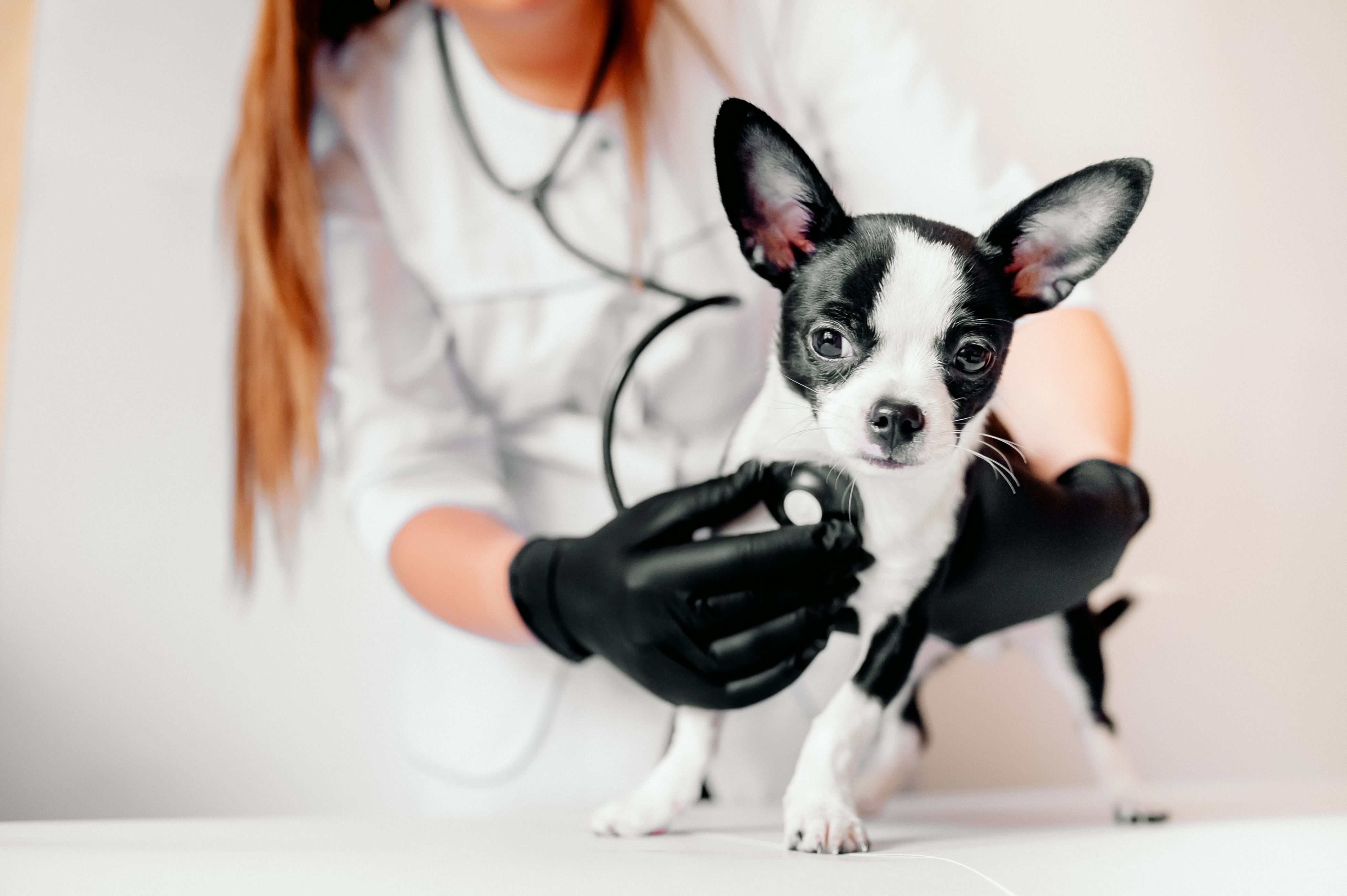 Clínica Veterinária Popular do Anil (VPA) Rio de Janeiro